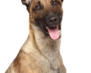 Belgisk Vallhund Malinois