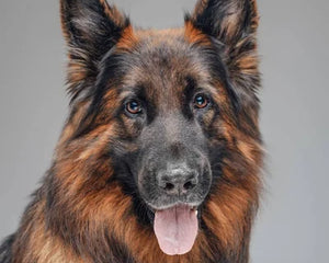 Belgisk Vallhund Tervuren
