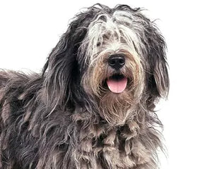Collection image for: Bergamasco