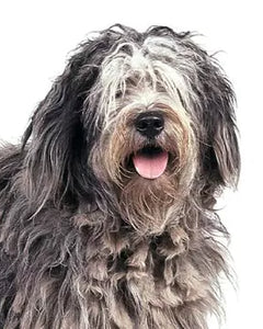 Collection image for: Bergamasco