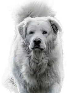 Collection image for: Maremmahund (Maremmano abruzzese)