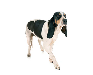 Collection image for: Berner stövare