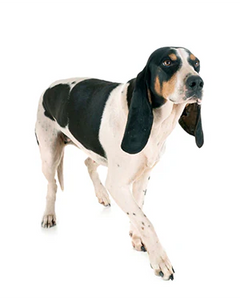 Collection image for: Berner stövare