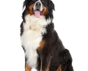 Bernersk Sennenhund
