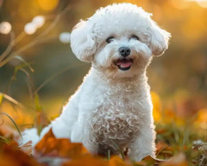 Bichon Frisé