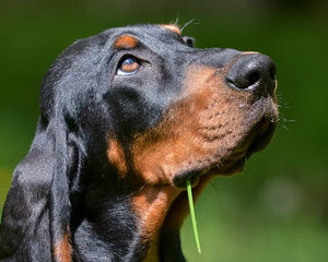 Collection image for: Black and Tan Coonhound