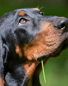 Collection image for: Black and Tan Coonhound