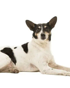 Collection image for: Boerenfox