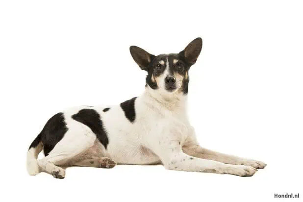 Boerenfox