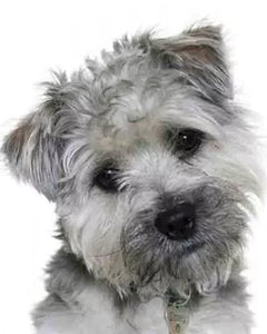 Collection image for: Boomer