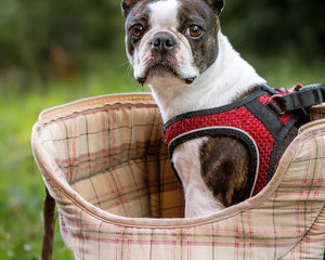Boston terrier