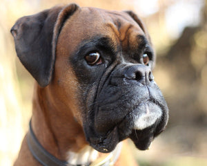 Collection image for: Boxer