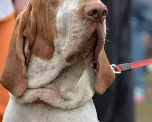 Bracco Italiano