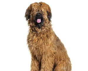 Collection image for: Briard