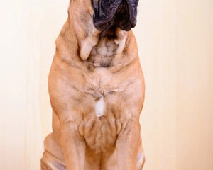 Collection image for: Bullmastiff