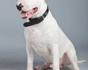 Bullterrier
