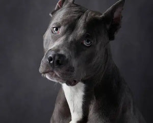 Collection image for: Cane Corso