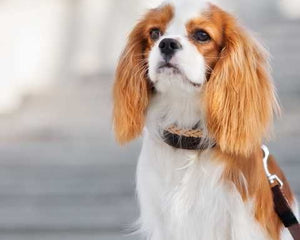 Collection image for: Cavalier King Charles Spaniel