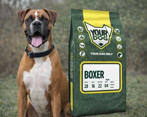 Collection image for: Boxer