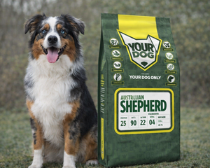 Australian Shepherd i rörelse – merlefärgad päls och fokus