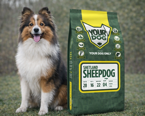 Collection image for: Shetland Sheepdog