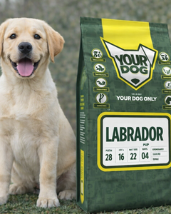 Collection image for: Labrador Retriever