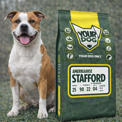 Amerikansk Staffordshireterrier i muskulös pose med fokuserad blick