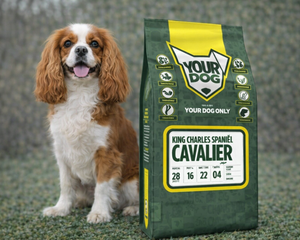 Collection image for: Cavalier King Charles Spaniel