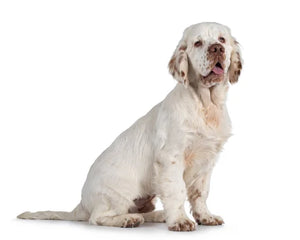 Collection image for: Clumber Spaniel