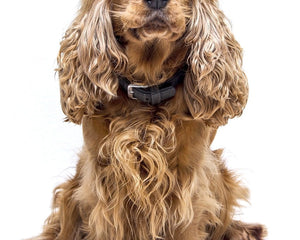 Cocker Spaniel