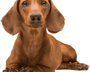 Collection image for: Dachshund