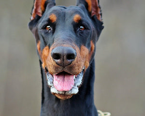 Dobermann