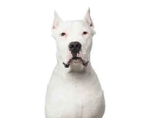 Dogo Argentino i profil – vit päls och kraftfull hållning