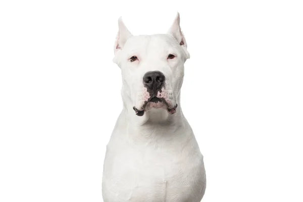 Dogo Argentino i profil – vit päls och kraftfull hållning