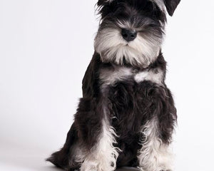 Dvärgschnauzer