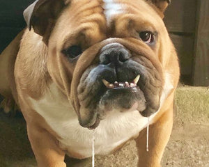 Engelsk Bulldog