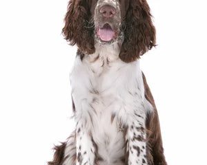 Collection image for: English Springer Spaniel