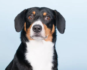 Collection image for: Entlebucher Mountain Dog
