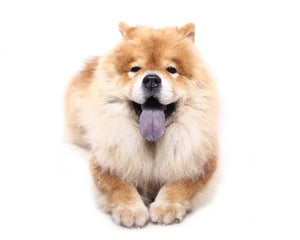 Eurasier