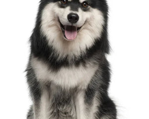 Collection image for: Finnish Lapphund
