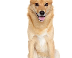Collection image for: Finnish Spitz
