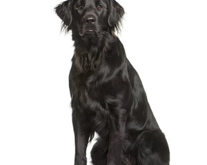 Collection image for: Flat-Coated Retriever