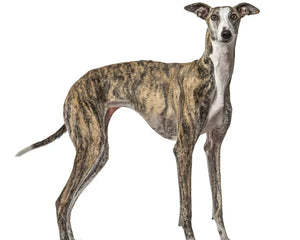 Collection image for: Galgo Español