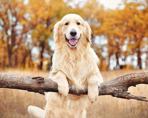 Collection image for: Golden Retriever
