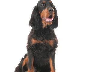 Collection image for: Gordon Setter