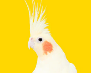 Fågel