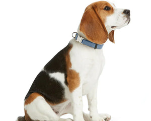 Hundhalsband