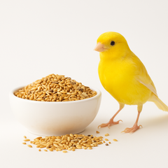 Collection image for: Kanariefoder