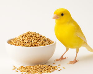 Collection image for: Kanariefoder