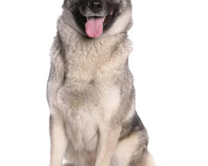 Collection image for: Norwegian Elkhound